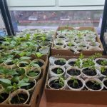 Co se stane, když se na vašem severním okně usadí okurky? co-se-stane-kdyz-se-na-vasem-severnim-okne-usadi.jpg