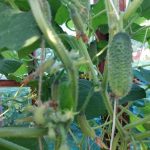 Co se stane, když zaléváte okurky podle rozvrhu, a ne podle myšlení? co-se-stane-kdyz-zalevate-okurky-podle-rozvrhu-a-ne.jpg