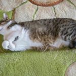 Proč stres zanechává krvavé stopy na toaletě: neviditelná válka, která začíná v kočičí hlavě proc-stres-zanechava-krvave-stopy-na-toalete-neviditelna-valka-ktera.jpg